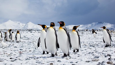 a picture of penguins